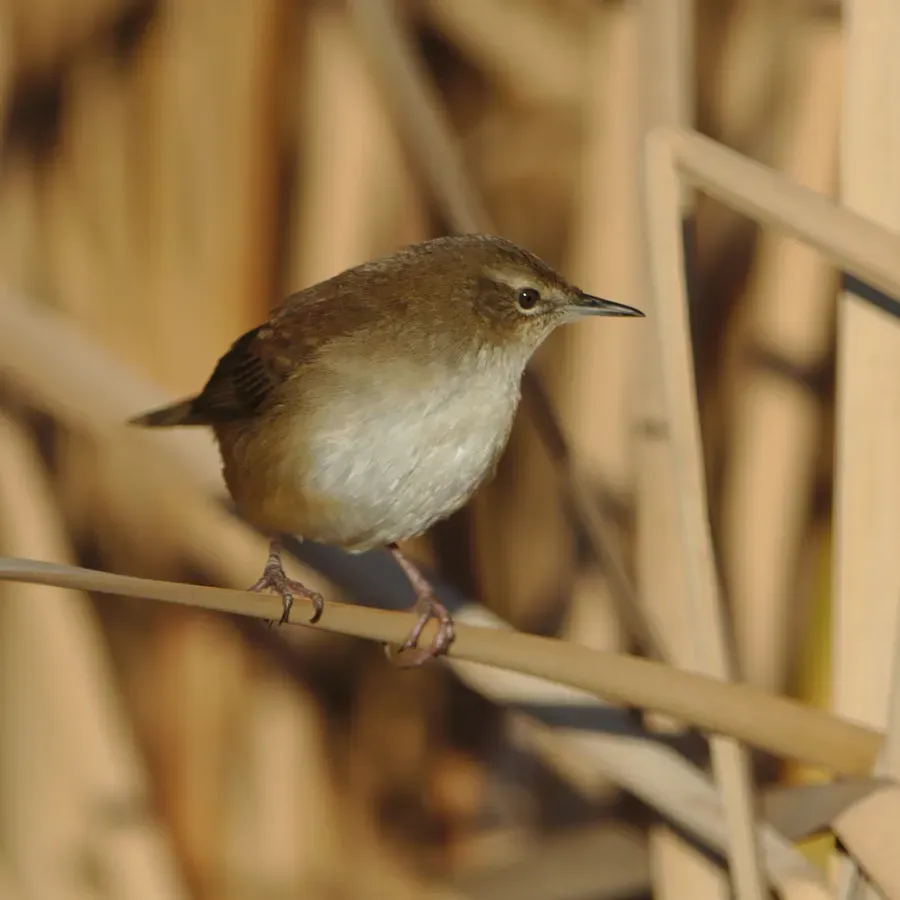 File:Little rush warbler, Bradypterus baboecala, at Marievale Nature Reserve, Gauteng, South Africa (28776829778).jpg