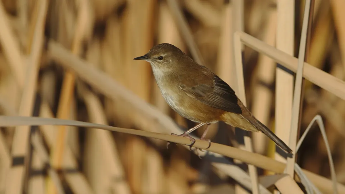 File:Little rush warbler, Bradypterus baboecala, at Marievale Nature Reserve, Gauteng, South Africa (40842141770).jpg
