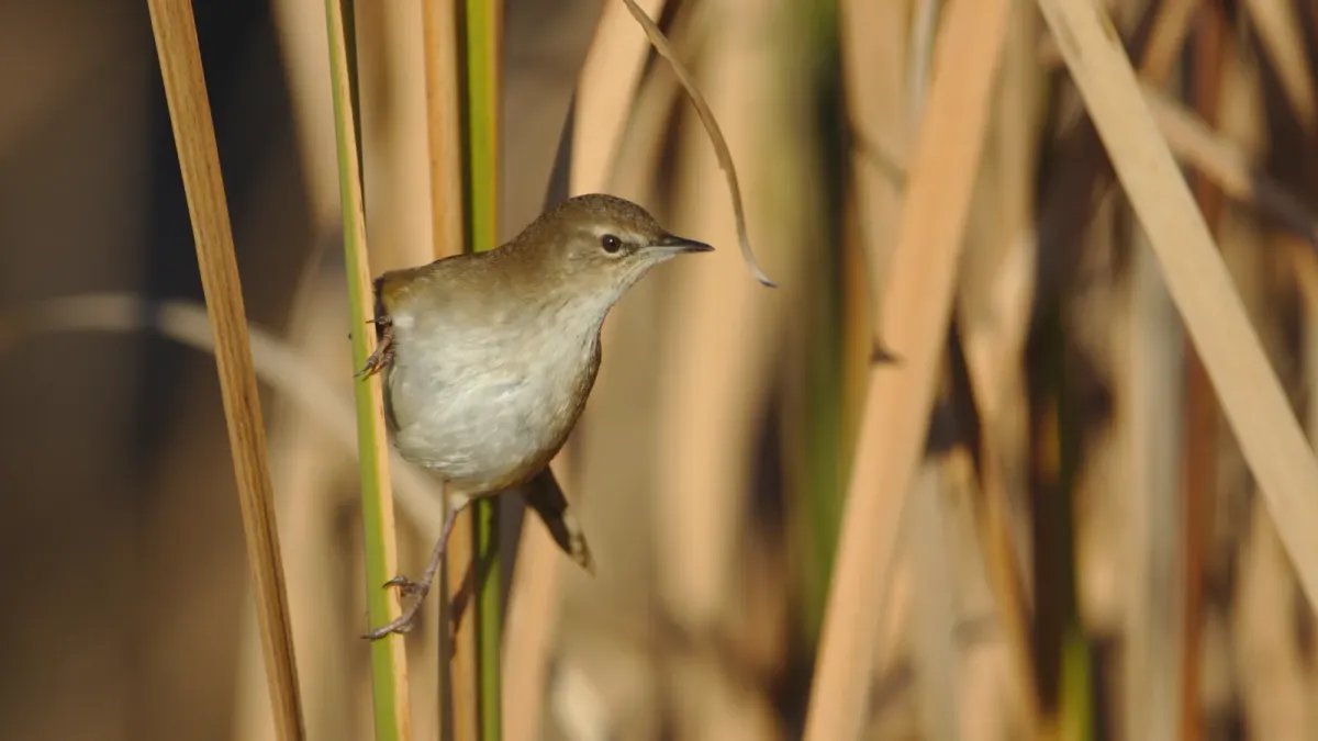 File:Little rush warbler, Bradypterus baboecala, at Marievale Nature Reserve, Gauteng, South Africa (40842142860).jpg