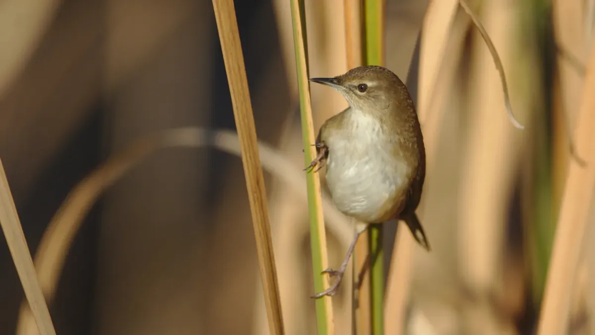 File:Little rush warbler, Bradypterus baboecala, at Marievale Nature Reserve, Gauteng, South Africa (40842143300).jpg