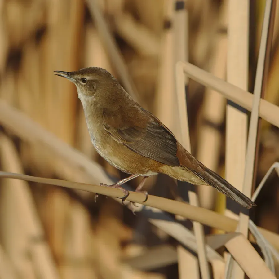 File:Little rush warbler, Bradypterus baboecala, at Marievale Nature Reserve, Gauteng, South Africa (40842142230).jpg