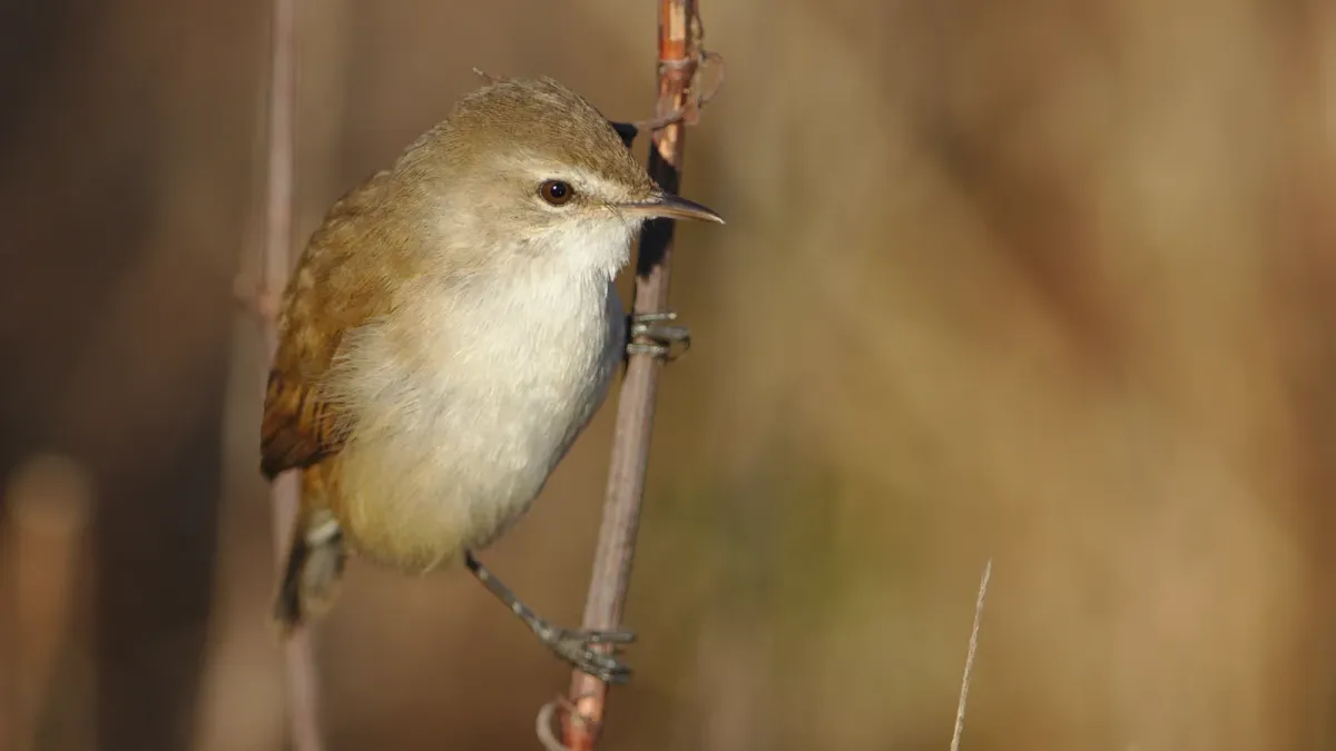 File:Little rush warbler, Bradypterus baboecala, at Marievale Nature Reserve, Gauteng, South Africa (40842144550).jpg