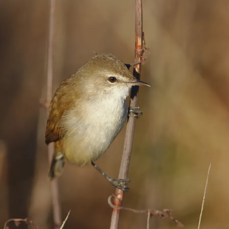 File:Little rush warbler, Bradypterus baboecala, at Marievale Nature Reserve, Gauteng, South Africa (40842145280).jpg