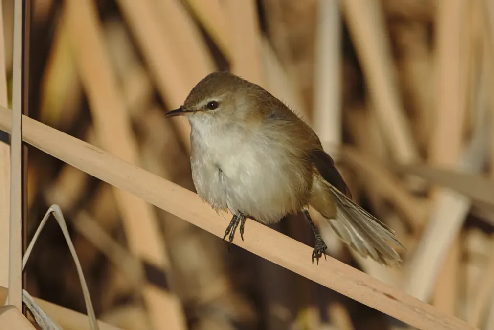 File:Lesser swamp warbler, Acrocephalus gracilirostris, at Marievale Nature Reserve, Gauteng, South Africa (40722474830).jpg