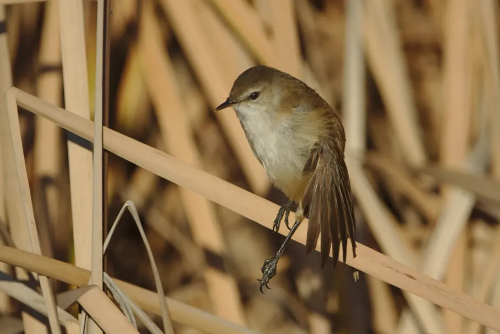 File:Lesser swamp warbler, Acrocephalus gracilirostris, at Marievale Nature Reserve, Gauteng, South Africa (40722474250).jpg