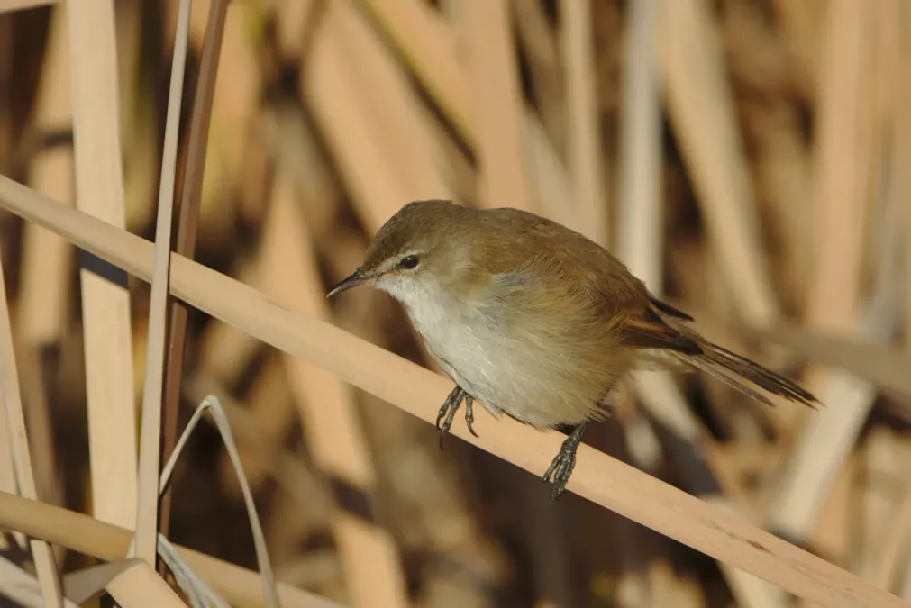 File:Lesser swamp warbler, Acrocephalus gracilirostris, at Marievale Nature Reserve, Gauteng, South Africa (40722475150).jpg