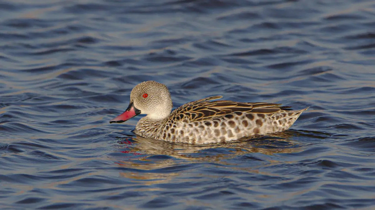 File:Cape Teal, Anas capensis, Marievale Nature Reserve, Gauteng, South Africa (43064310182).jpg