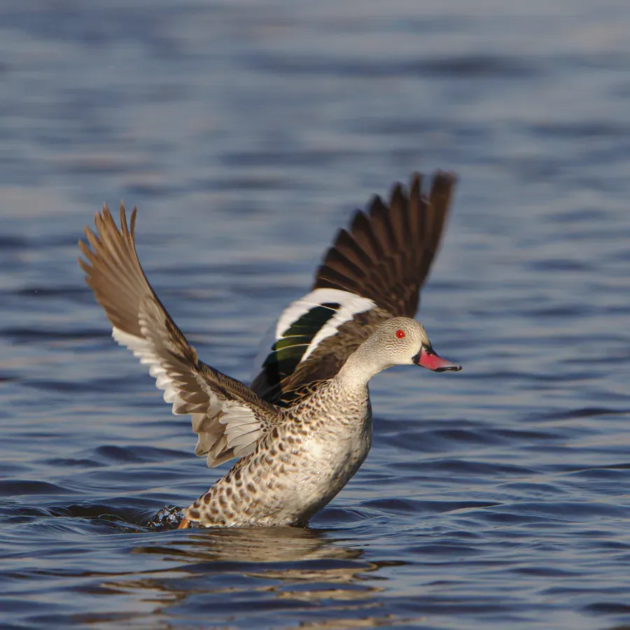 File:Cape Teal, Anas capensis, Marievale Nature Reserve, Gauteng, South Africa (42209808135).jpg
