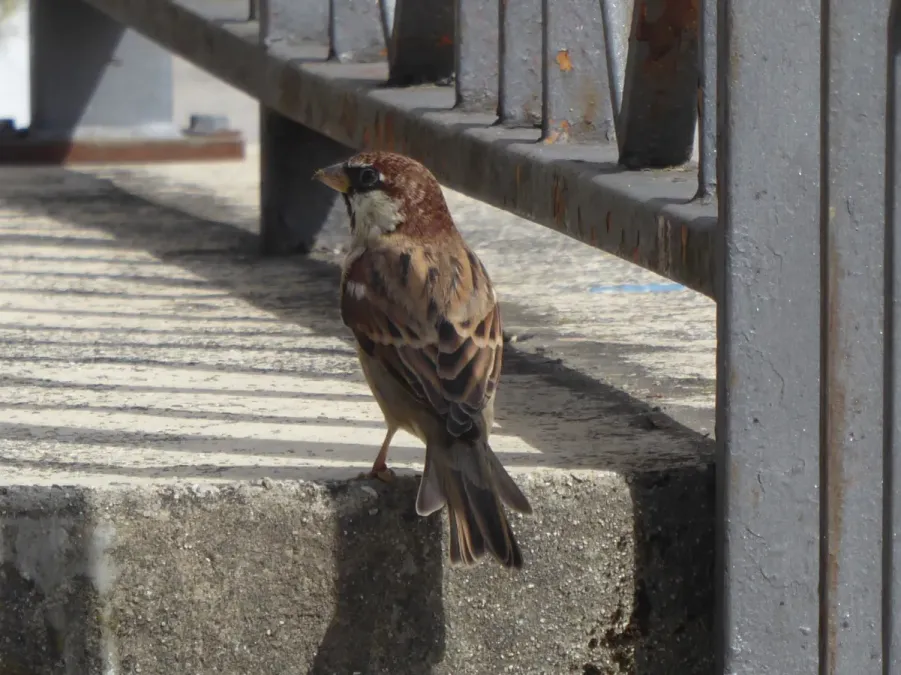 File:Passer italiae, male, Strigno.jpg