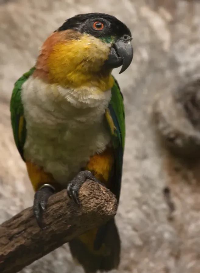 File:Pionites melanocephalus -Jurong Bird Park-8a.jpg