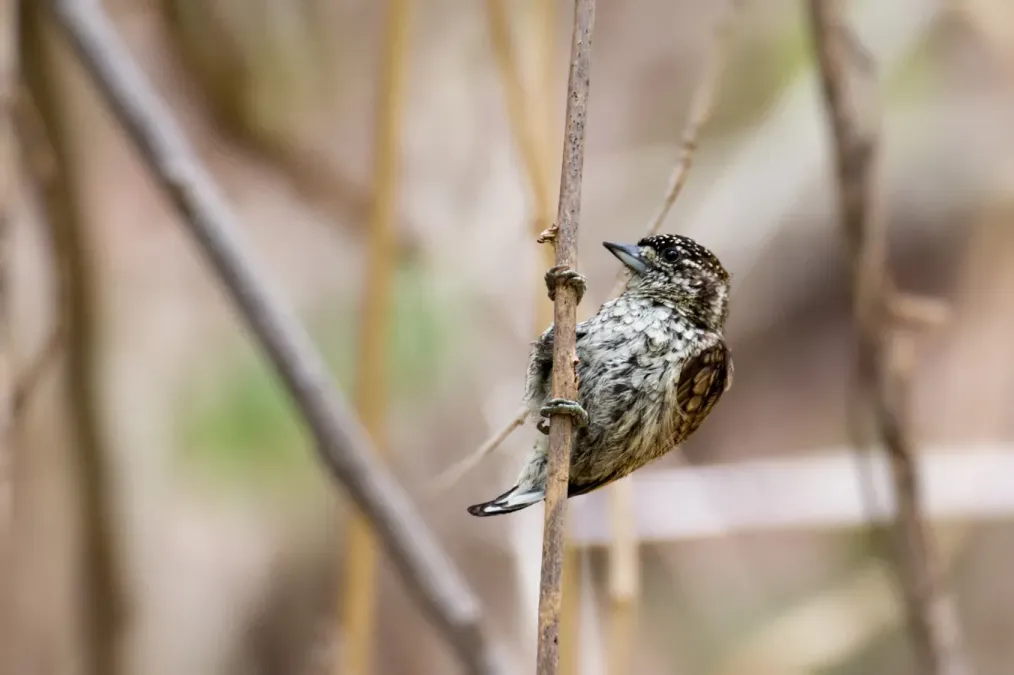 File:Scaled Piculet Picumnus Squamulatus Rohli (72898851).jpeg