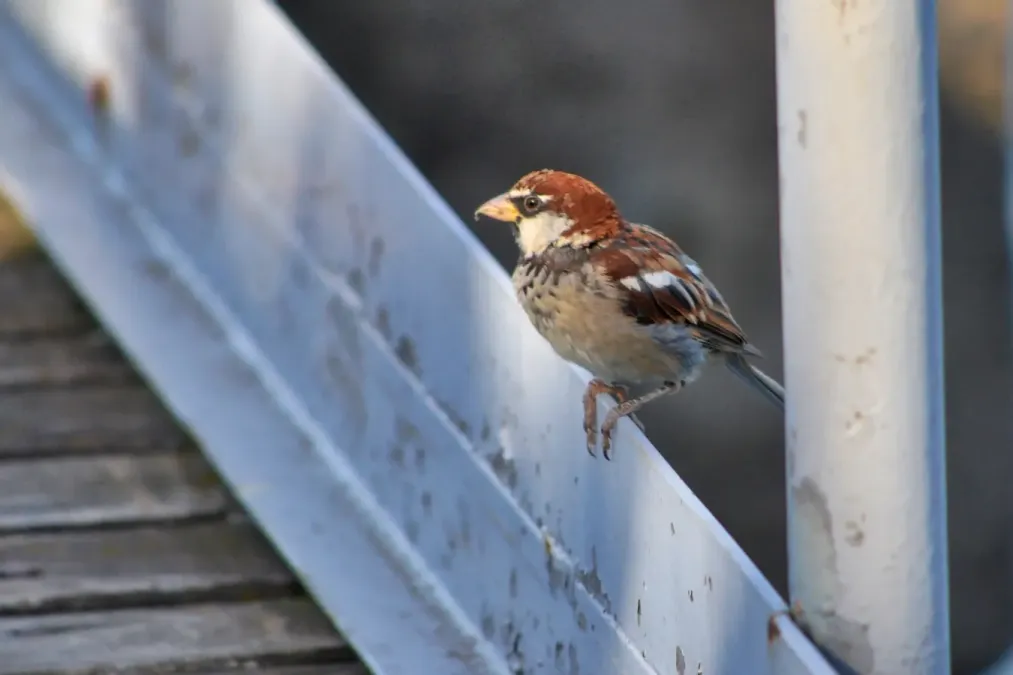 File:Passerotto (Passer italiae) - Italian sparrow, Stresa, Italia, 08.2018 (4).jpg