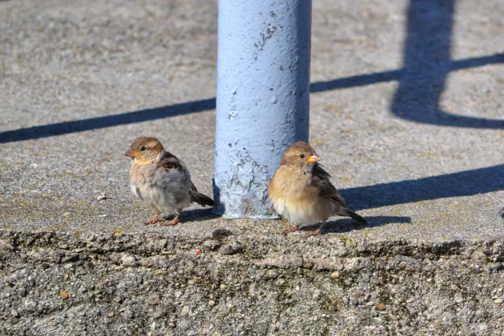 File:Passerotto (Passer italiae) - Italian sparrow, Stresa, Italia, 08.2018.jpg