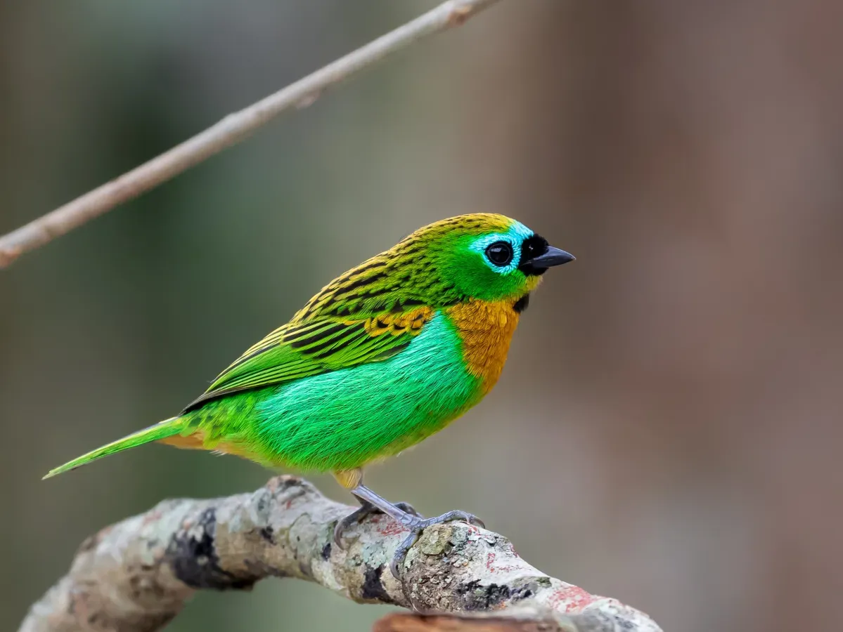 File:Tangara desmaresti - Brassy-breasted tanager; Serra da Cantareira State Park, São Paulo, Brazil.jpg