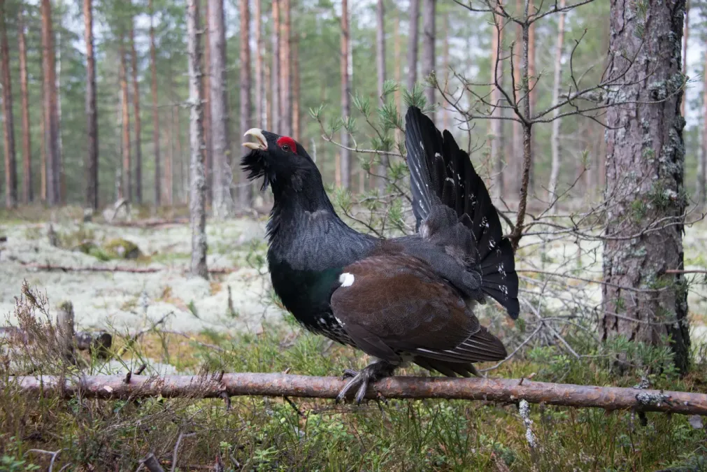 File:Tetrao urogallus (mating display) (26738644457).jpg
