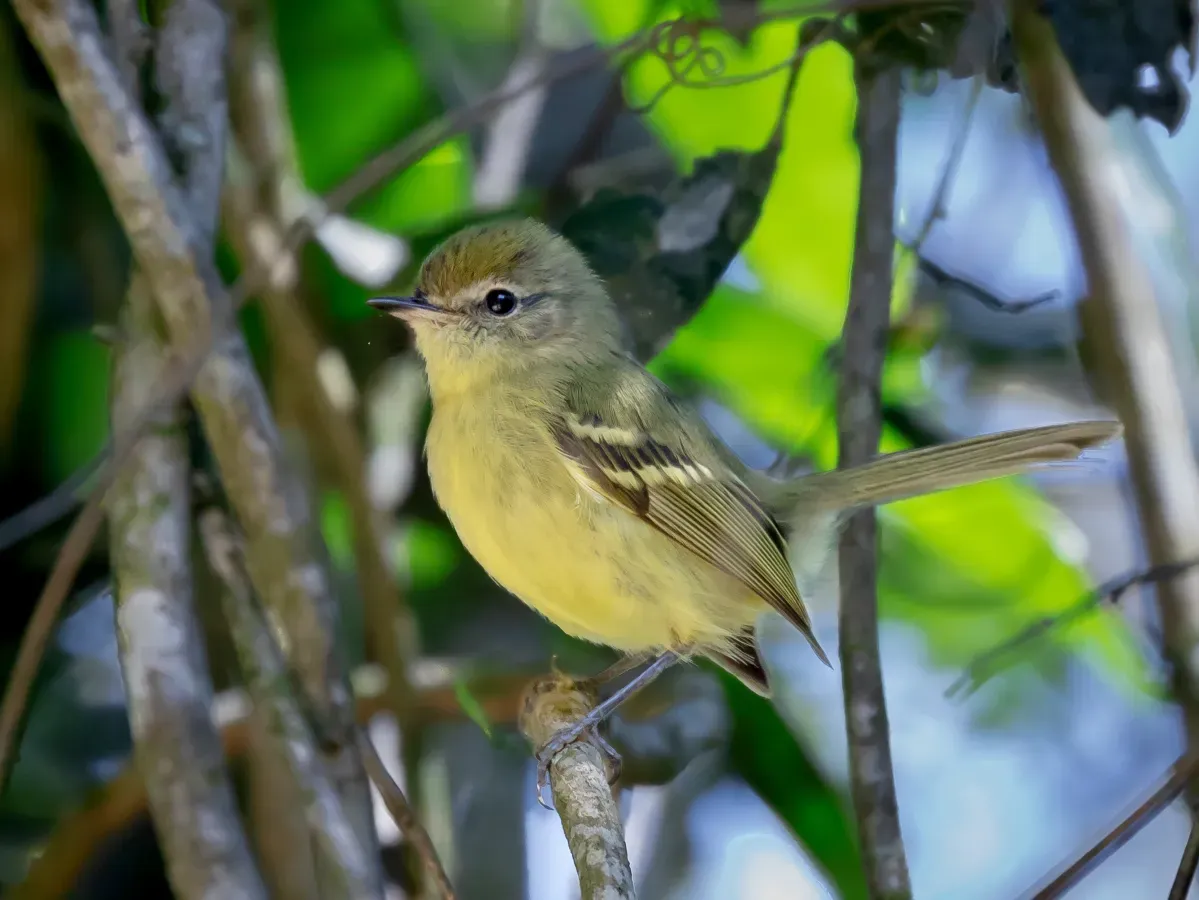 File:Phylloscartes ventralis - Mottle-checked tyrannulet; Monteiro Lobato, São Paulo, Brazil.jpg