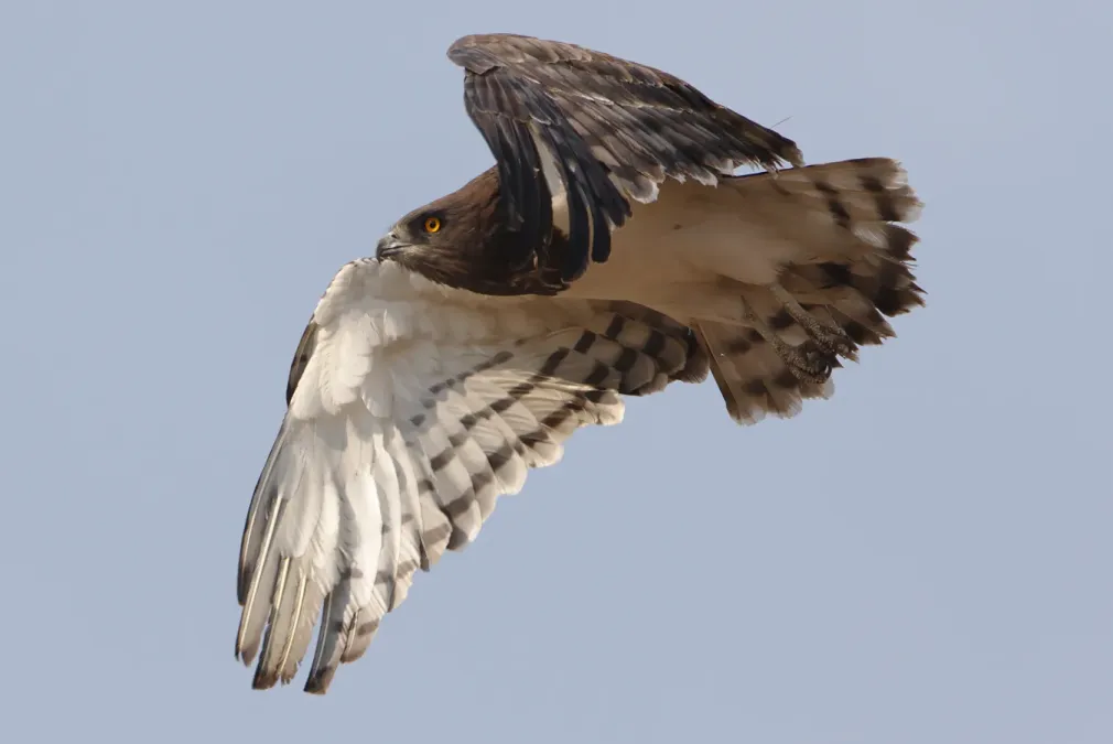 File:Black-chested snake eagle (Circaetus pectoralis) at Pilanesberg (29993449667).jpg