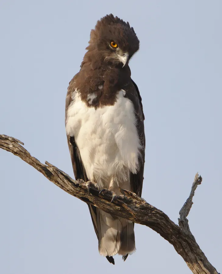 File:Black-chested snake eagle (Circaetus pectoralis) at Pilanesberg National Park, South Africa. (29993452207).jpg