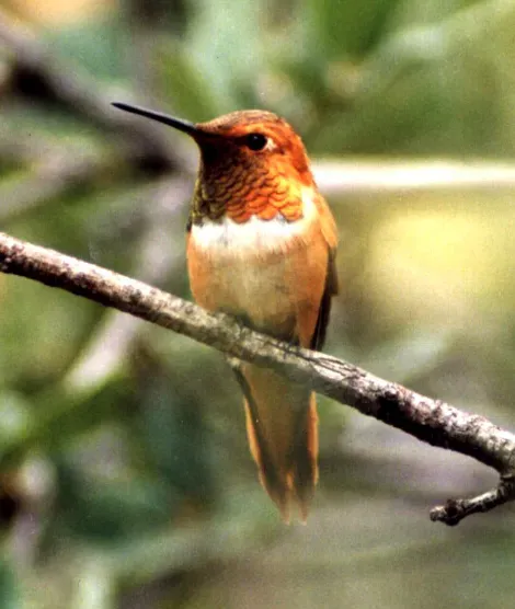 File:Selasphorus rufus.jpg