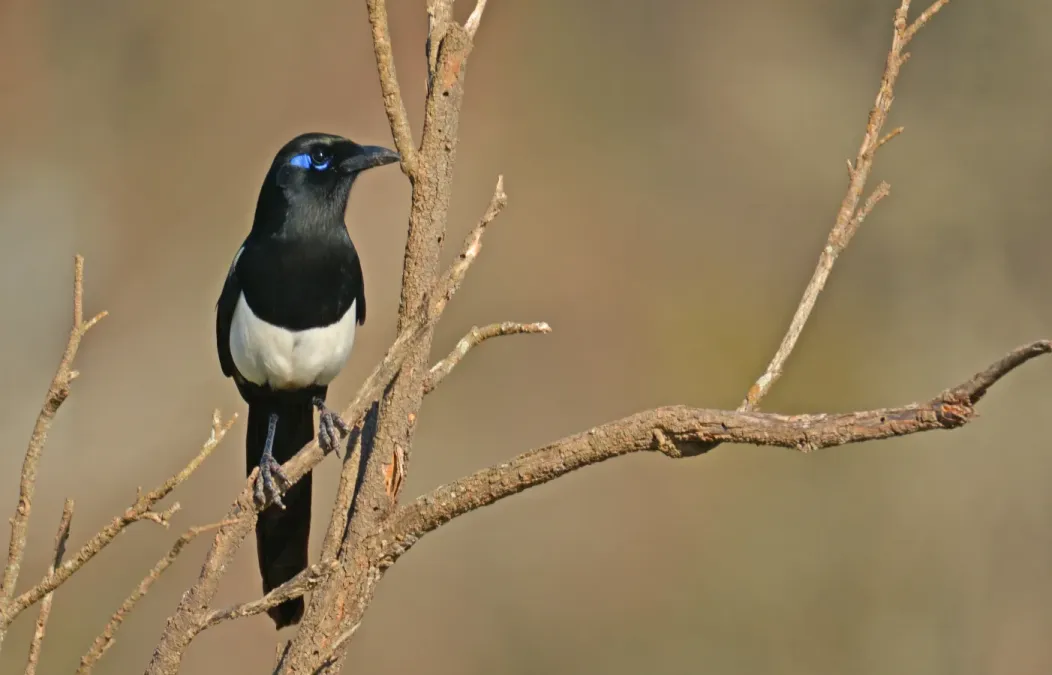 File:Pica mauritanica, Agadir 1.jpg