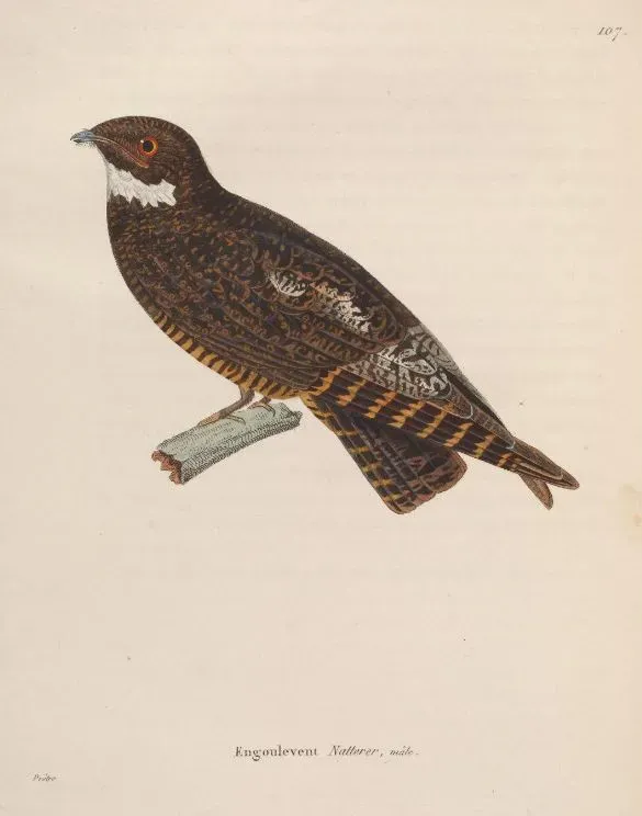 File:Lurocalis semitorquatus natteri.jpg