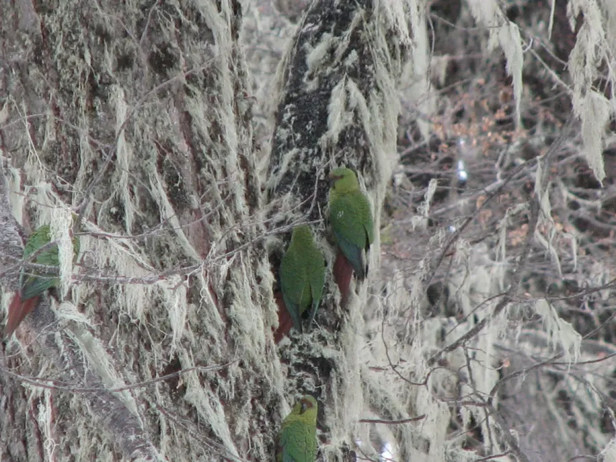 File:Cachaña-Enicognathus ferrugineus.jpg