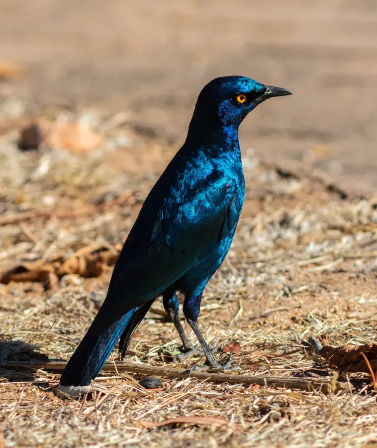 File:Estornino de El Cabo (Lamprotornis nitens), parque nacional Kruger, Sudáfrica, 2018-07-25, DD 56.jpg