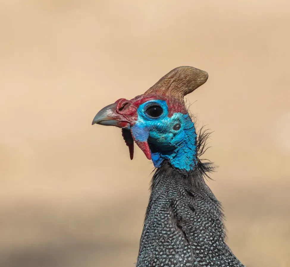 File:Gallina de Guinea (Numida meleagris), parque nacional Kruger, Sudáfrica, 2018-07-25, DD 48.jpg