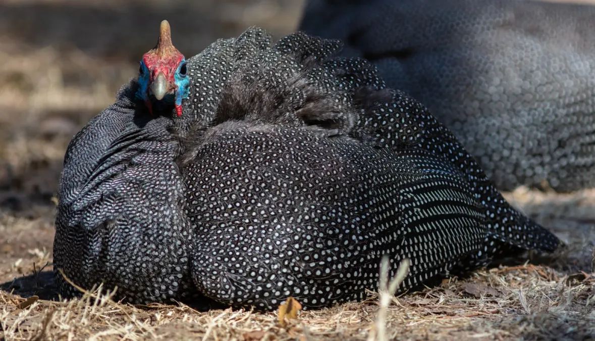 File:Gallina de Guinea (Numida meleagris), parque nacional Kruger, Sudáfrica, 2018-07-25, DD 49.jpg