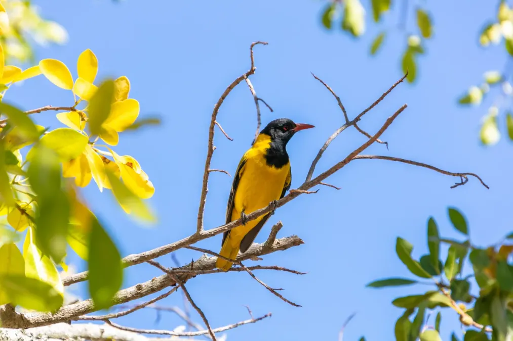 File:Oropéndola enmascarada (Oriolus larvatus), parque nacional Kruger, Sudáfrica, 2018-07-25, DD 28.jpg