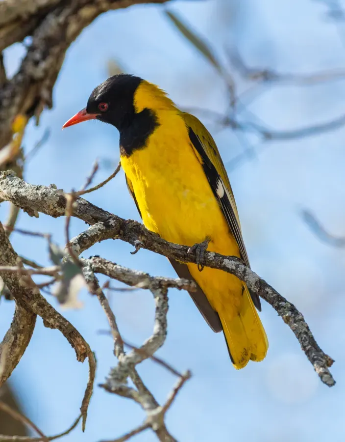 File:Oropéndola enmascarada (Oriolus larvatus), parque nacional Kruger, Sudáfrica, 2018-07-25, DD 44.jpg