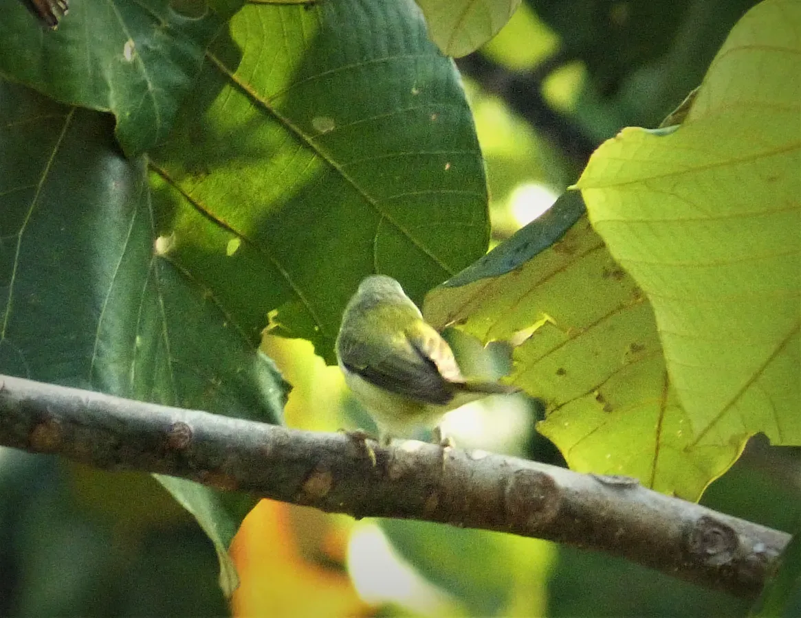 File:Possibly Gray-crowned Yellow-throat. Geothlypis poliocephala (43521608562).jpg