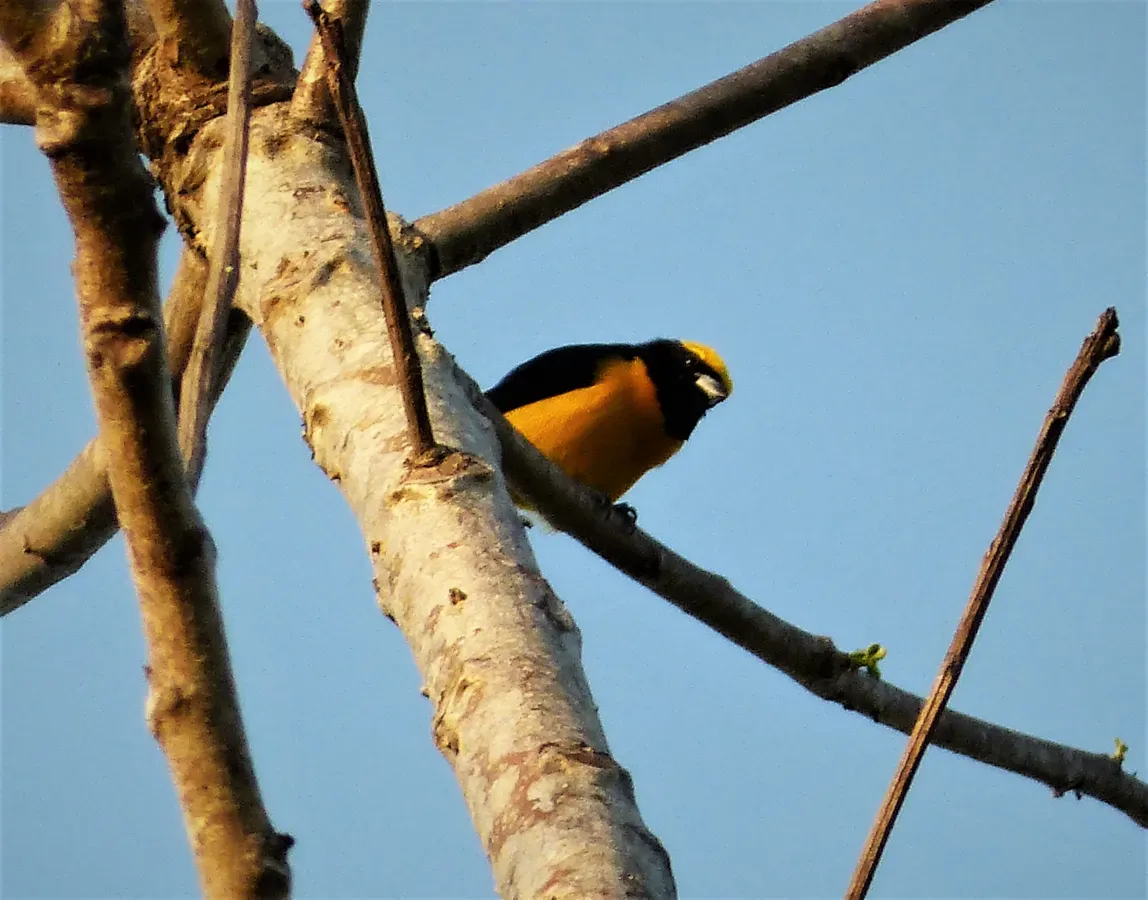 File:Yellow-crowned Euphonia Euphonia luteicapilla (41574884870).jpg