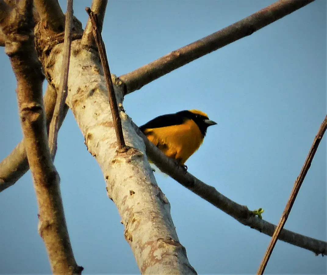 File:Yellow-crowned Euphonia Euphonia luteicapilla (42478545455).jpg