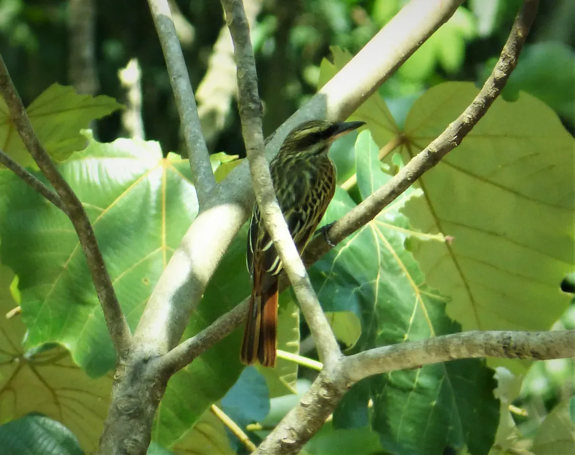 File:Streaked Flycatcher Myiodynastes maculatus (43382938951).jpg