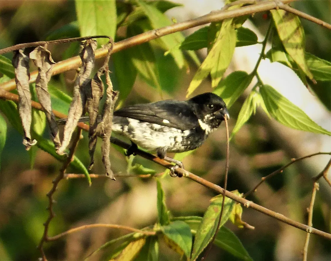 File:Sporophila corvina hoffmanni. Variable seedeater male (42440823185).jpg