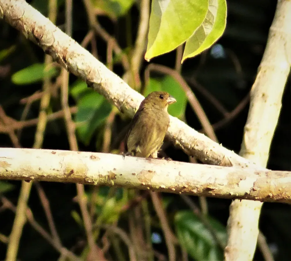 File:Sporophila corvina hoffmanni. Variable seedeater female (41535493120).jpg