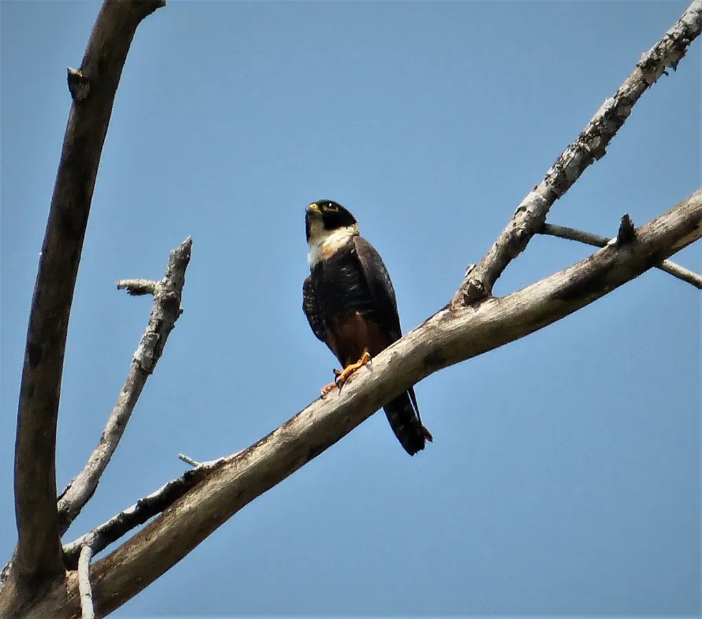 File:Bat Falcon Falco rufigularis (29426581248).jpg
