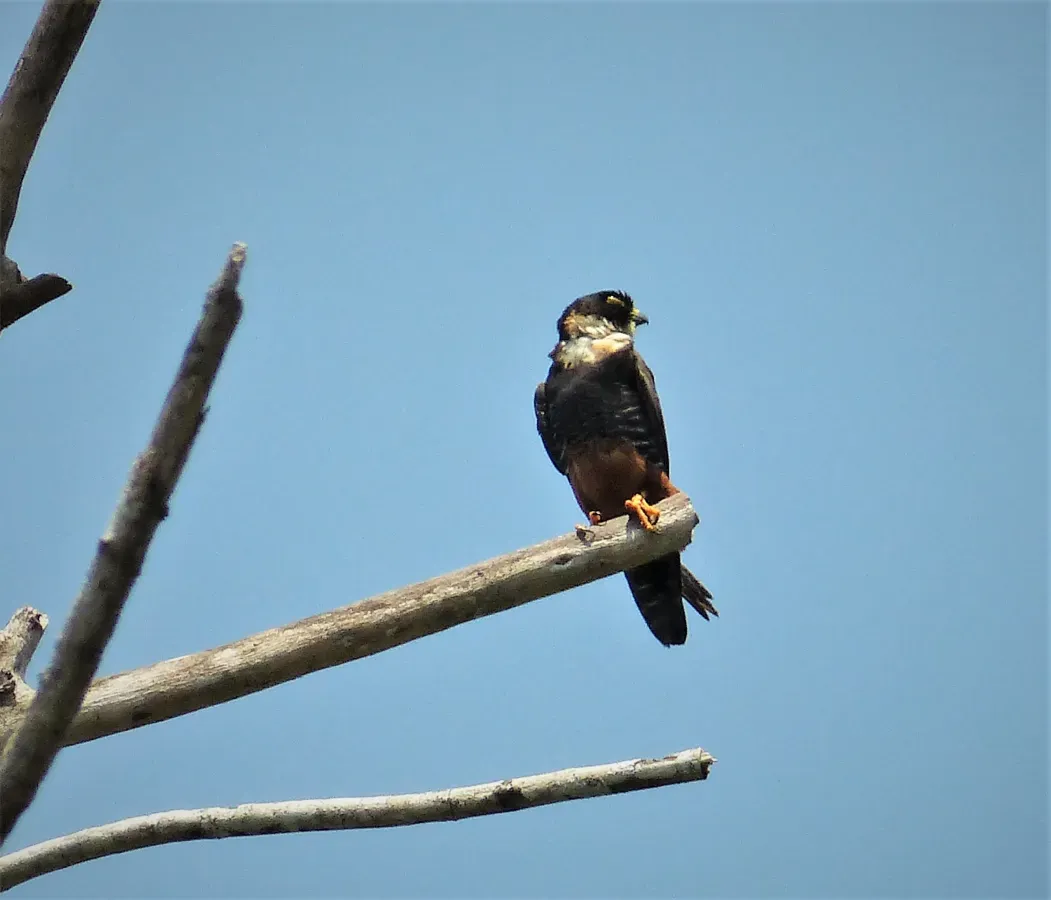 File:Bat Falcon Falco rufigularis (43246545872).jpg