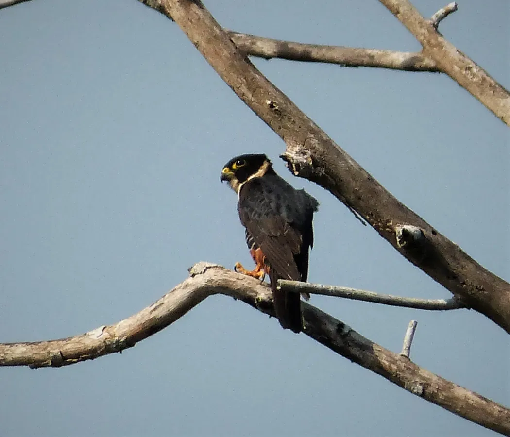 File:Bat Falcon Falco rufigularis (29426585238).jpg