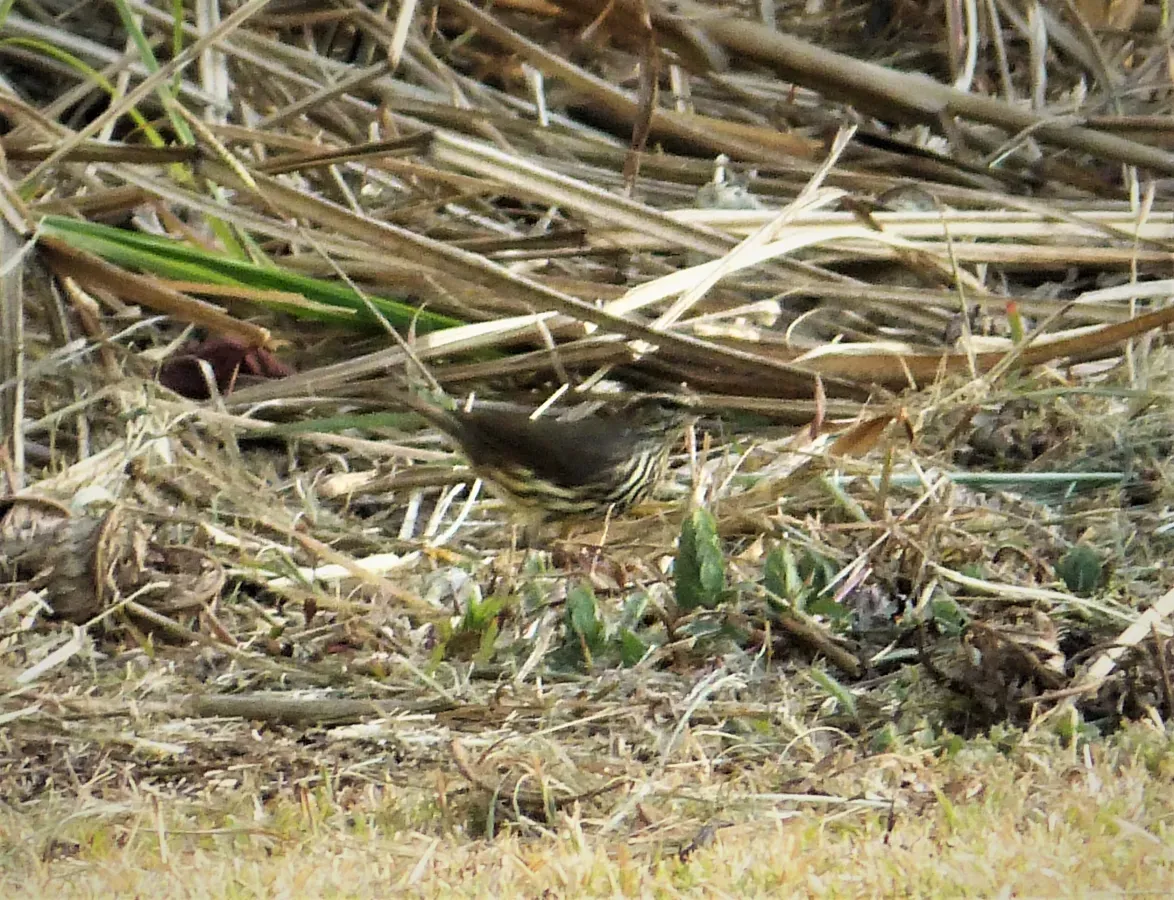 File:Streaked Flycatcher Myiodynastes maculatus (41486862000).jpg