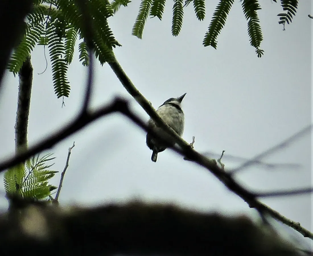 File:Pied Puffbird Notharchus tectus (43164744382).jpg
