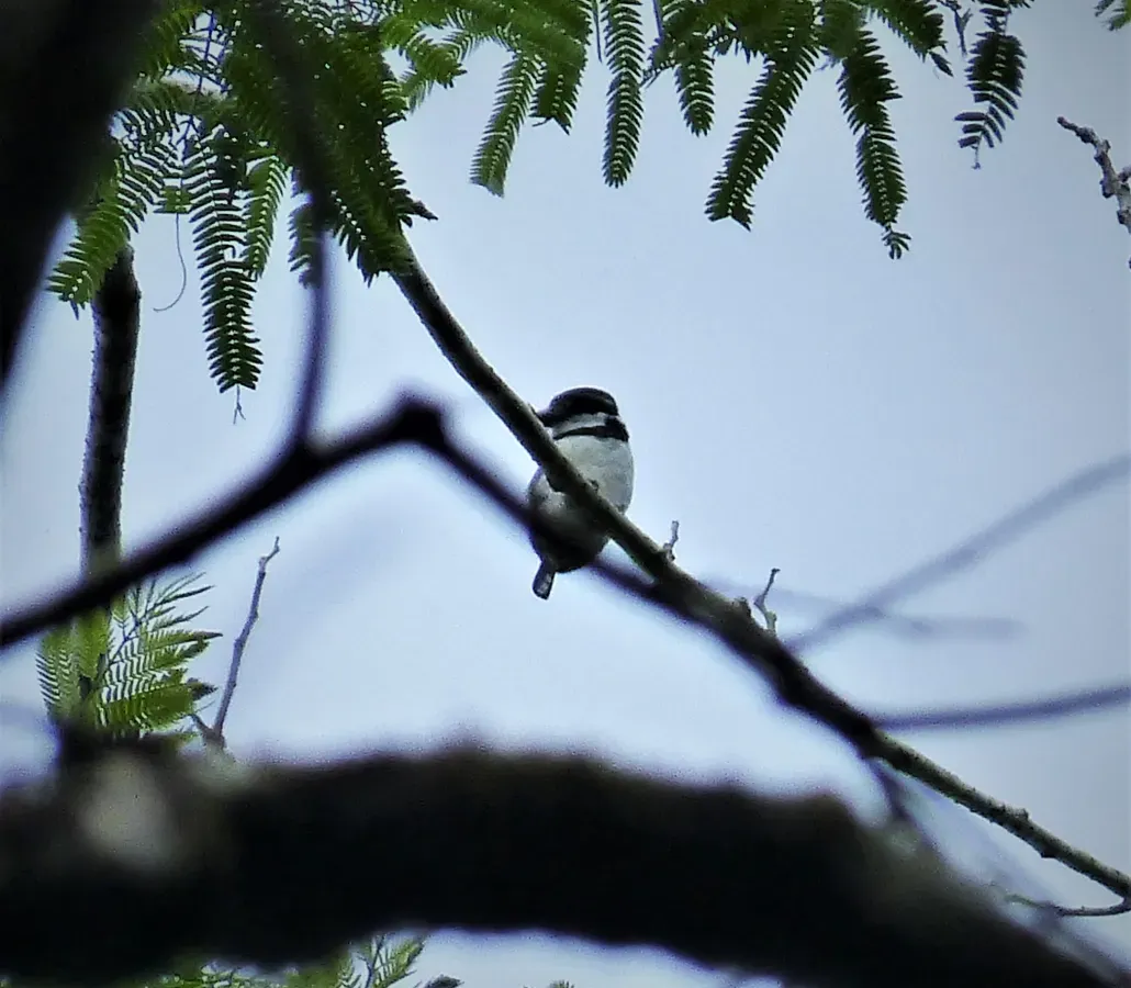 File:Pied Puffbird Notharchus tectus (43164747052).jpg