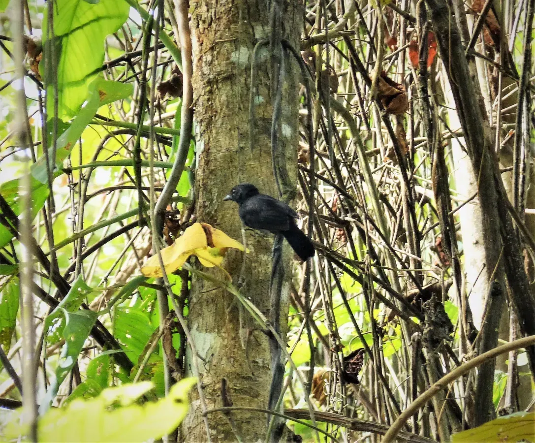 File:Black Antshrike Thamnophilus nigriceps male (28327113887).jpg