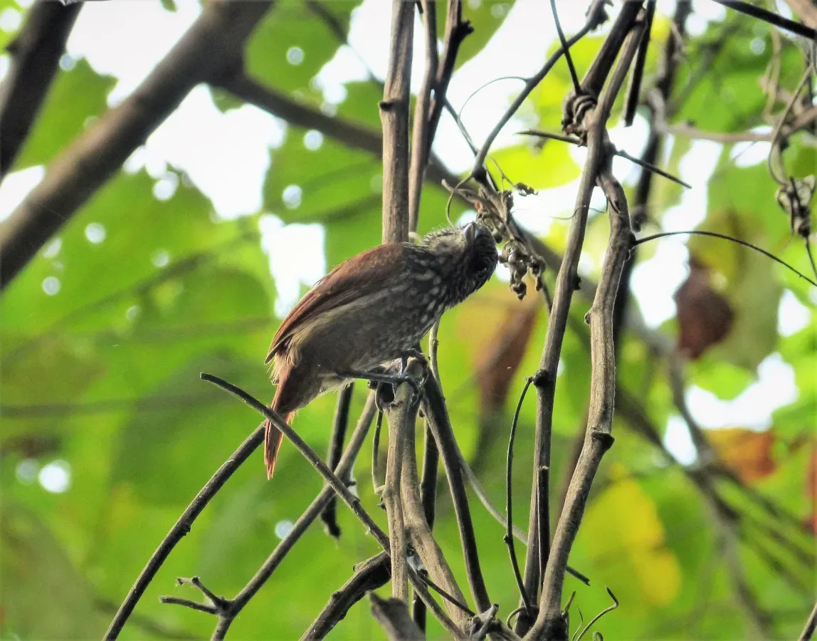 File:Black Antshrike Thamnophilus nigriceps female (42478233894).jpg
