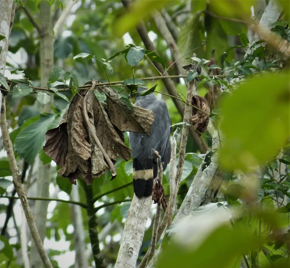 File:Crane Hawk Geranospiza caerulescens (43174989671).jpg