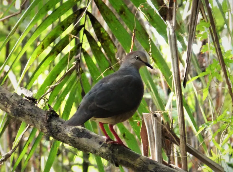 File:Gray-headed Dove Leptotila plumbeiceps (42325344414).jpg