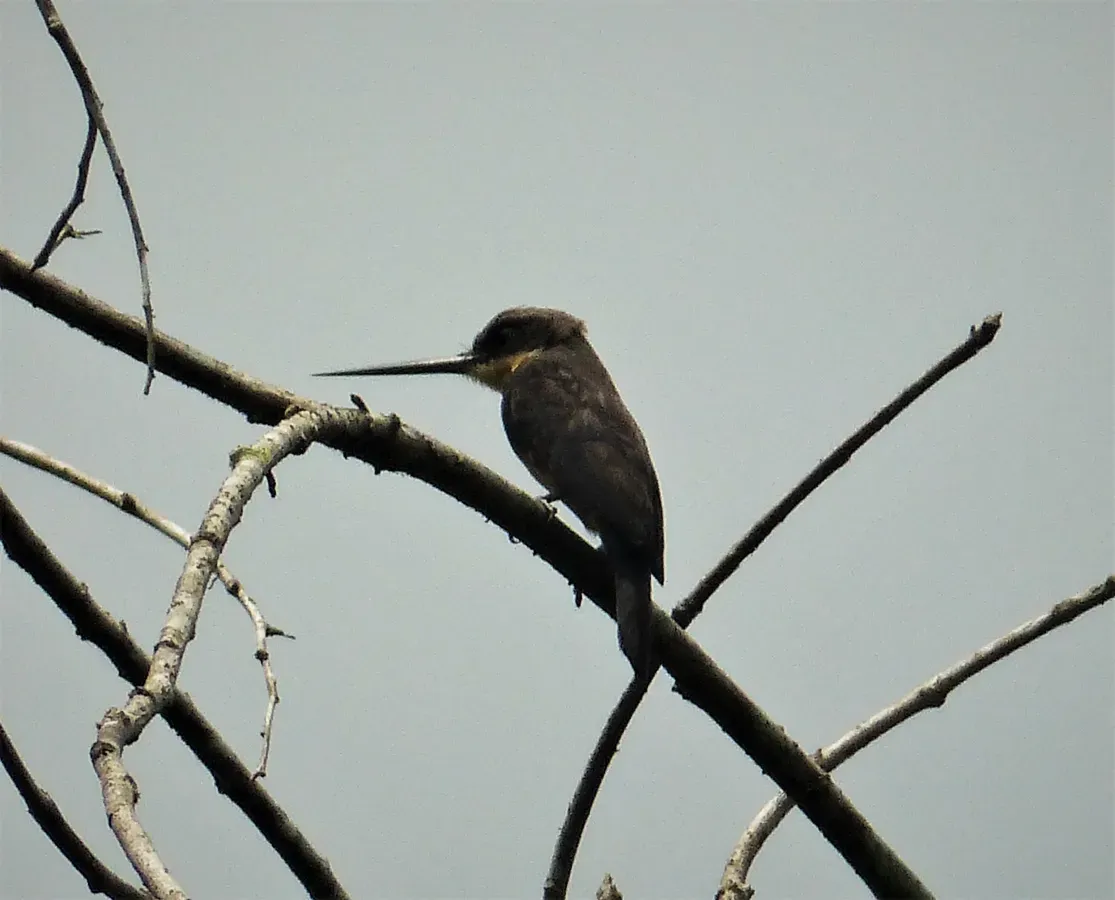 File:Dusky-backed Jacamar Brachygalba salmoni (43022365571).jpg