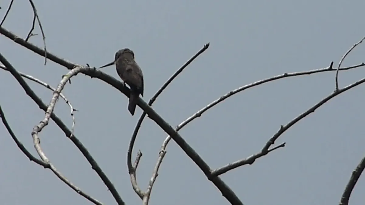 File:Dusky-backed Jacamar Brachygalba salmoni (29150353608).jpg