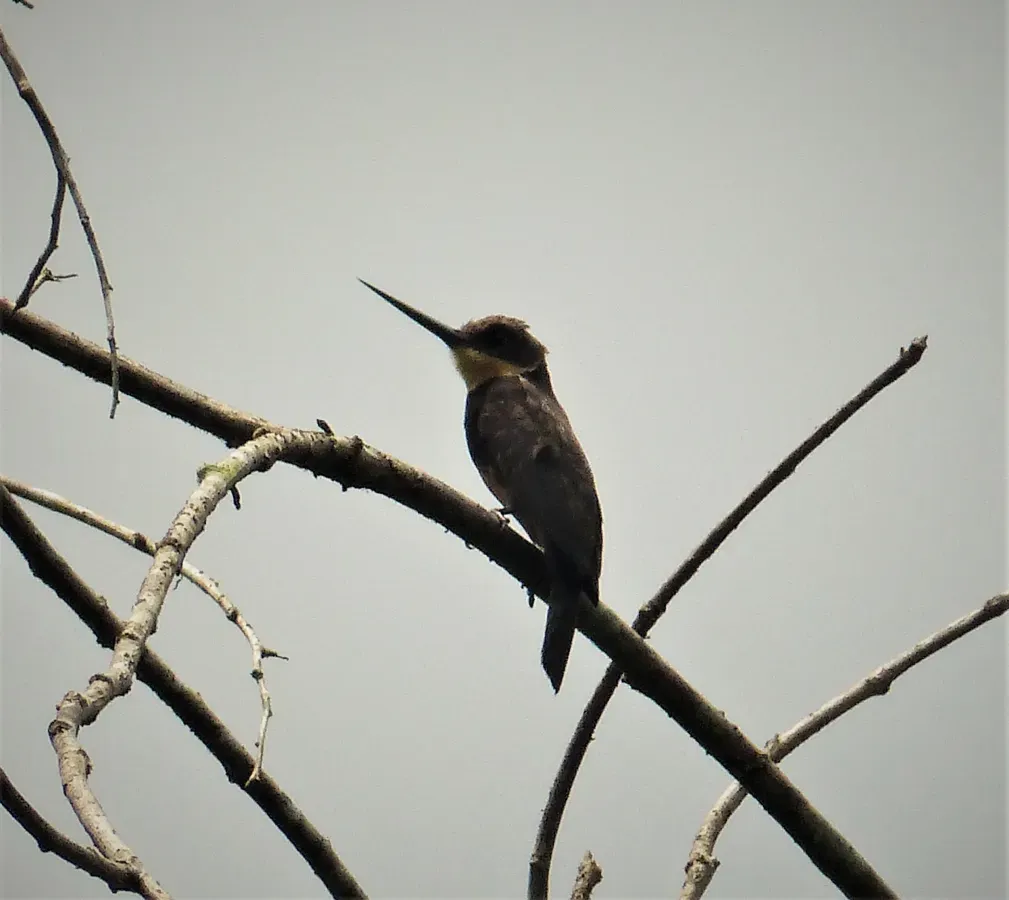 File:Dusky-backed Jacamar Brachygalba salmoni (41211876010).jpg